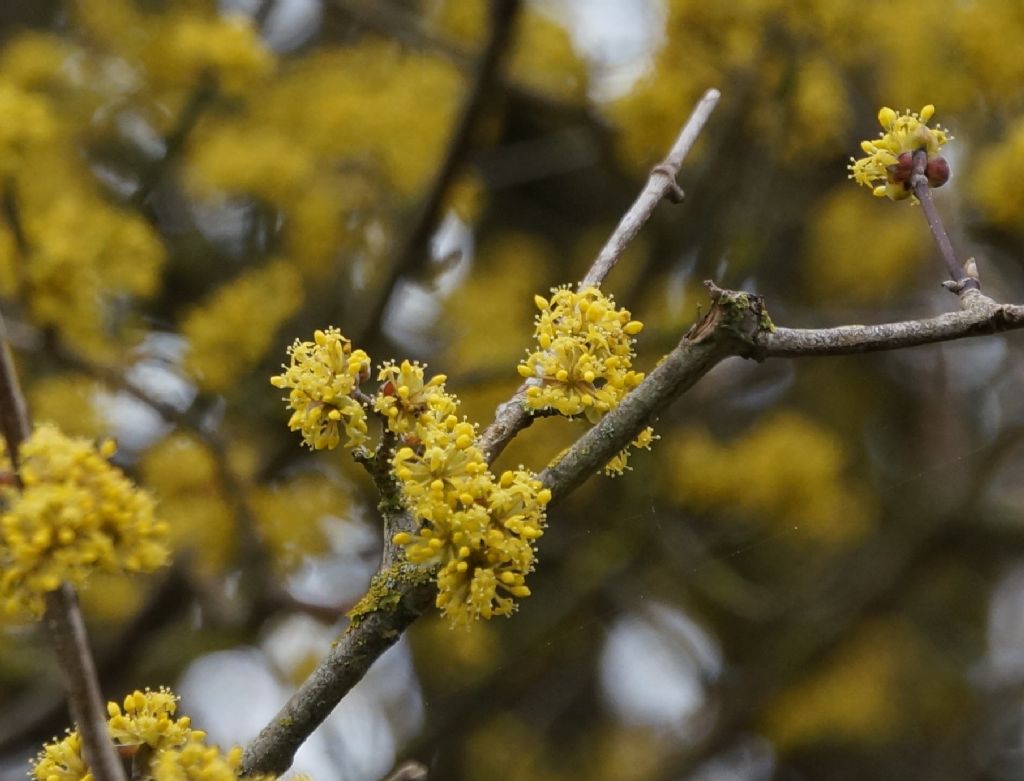 Corniolo?  S, Cornus mas